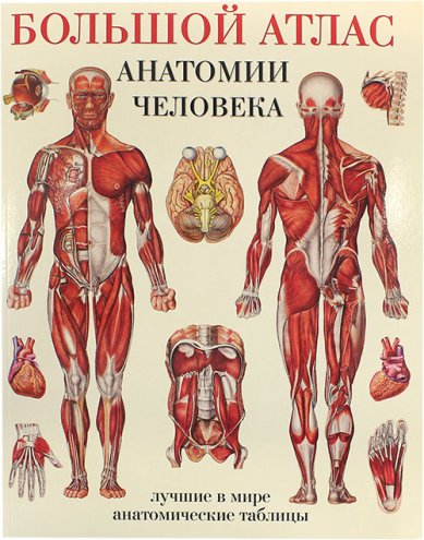 Книги Большой атлас анатомии человека