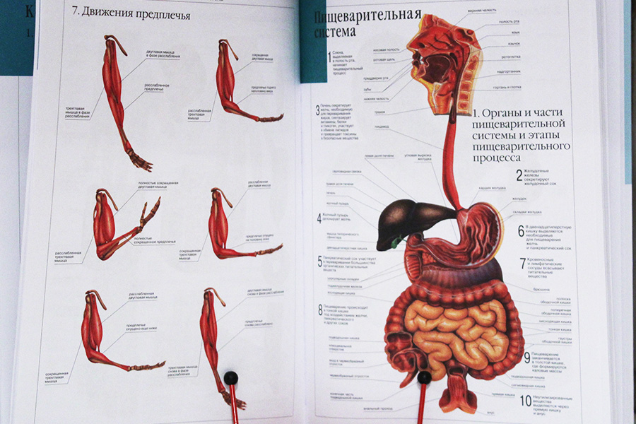 Анатомия Человека Фото Картинки